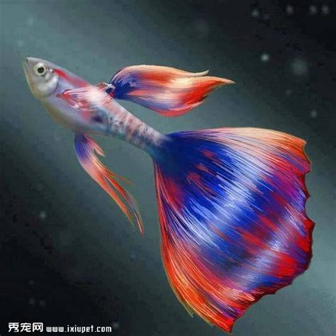 養孔雀|孔雀魚全攻略